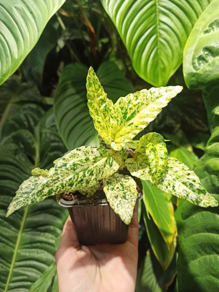Pellionia sp. variegated var.2
