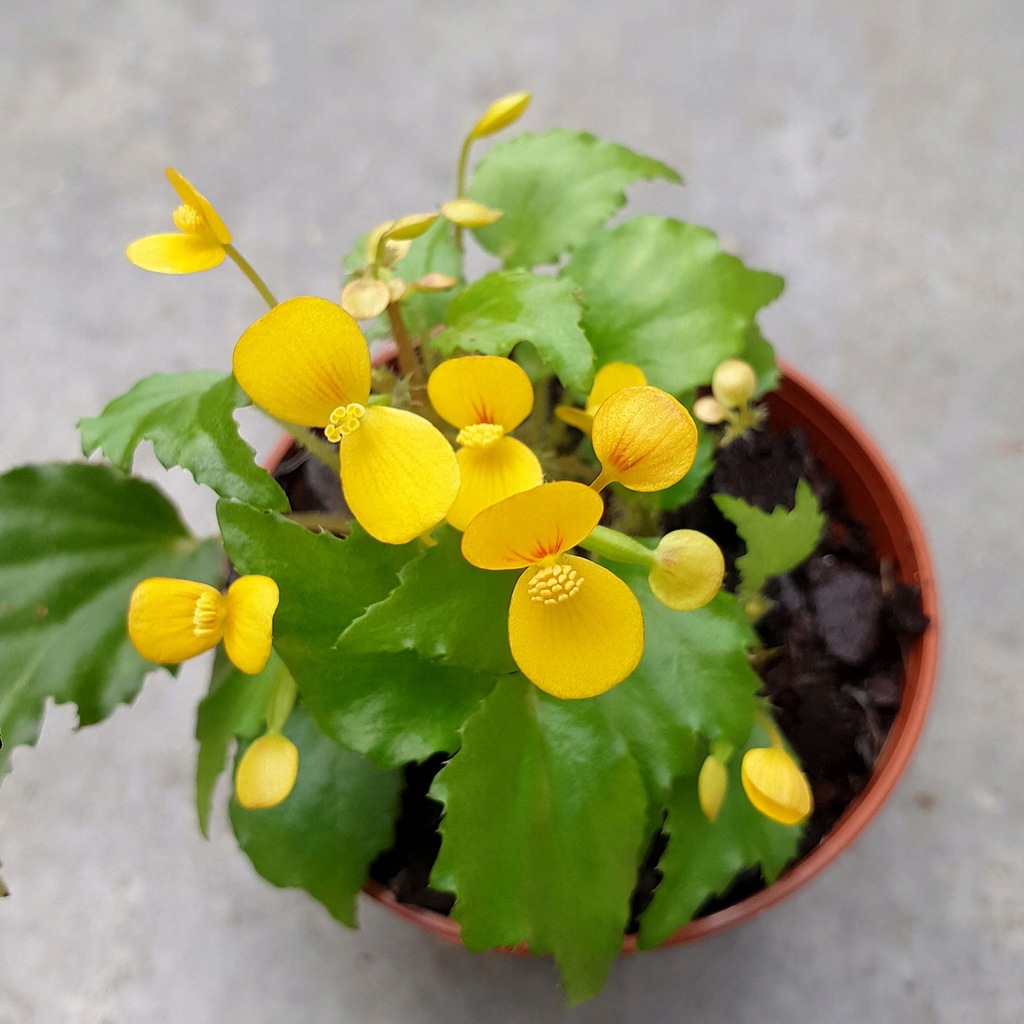 Begonia prismatocarpa