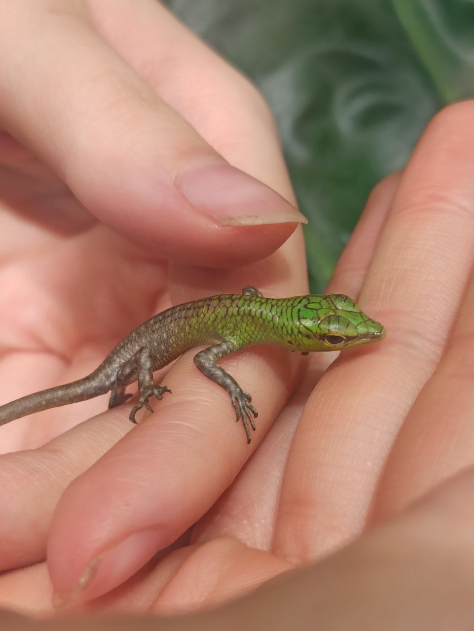 Lamprolepis smaragdina (смарагдовый сцинк)