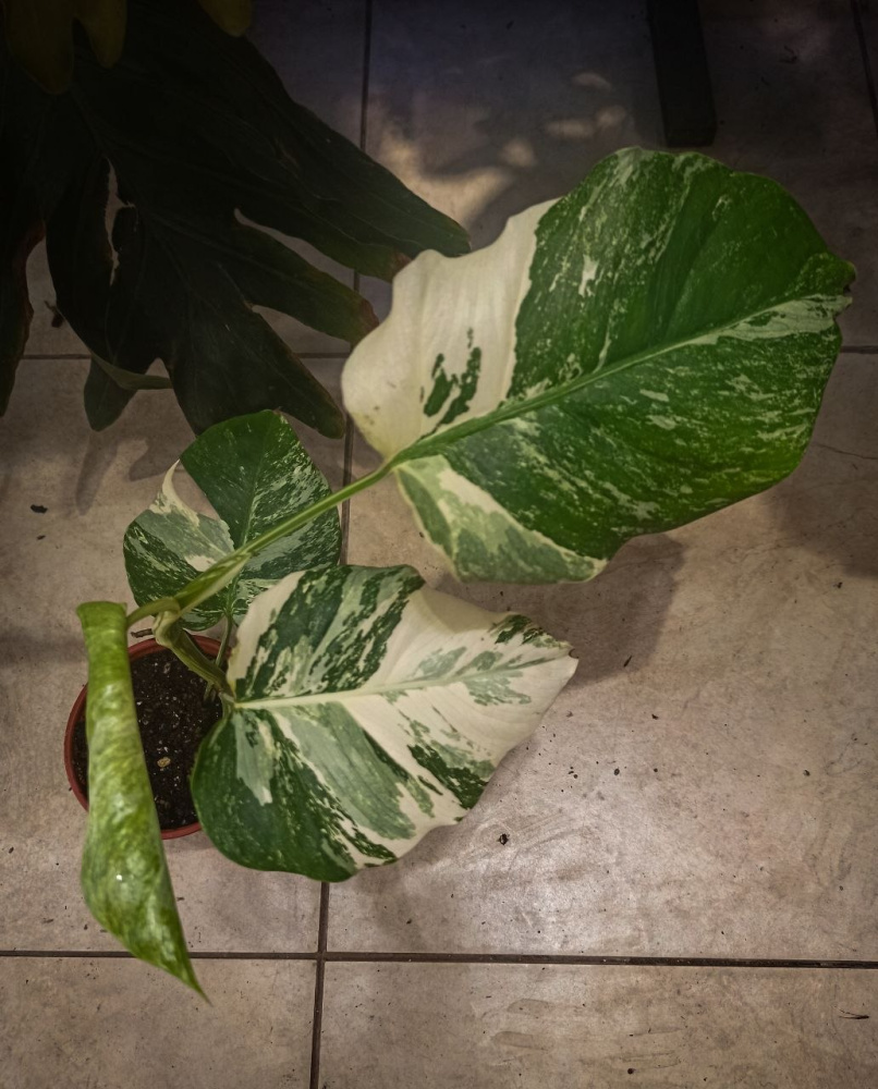 Monstera alba