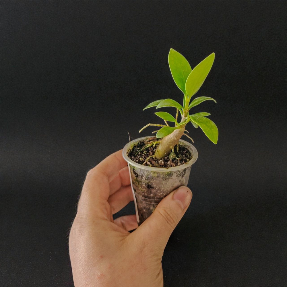 Hydnophytum papuanum д5
