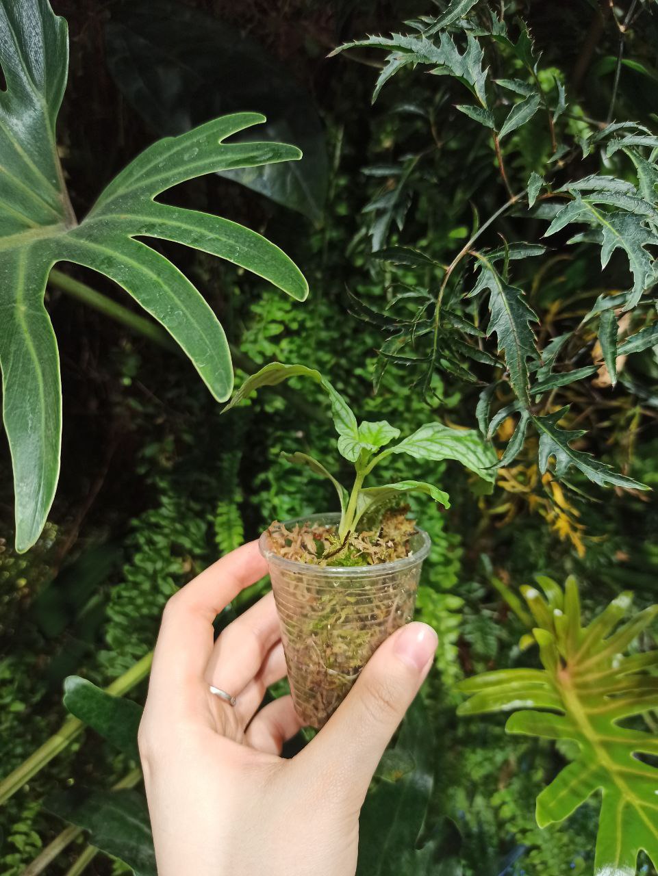 Argostema sp silver