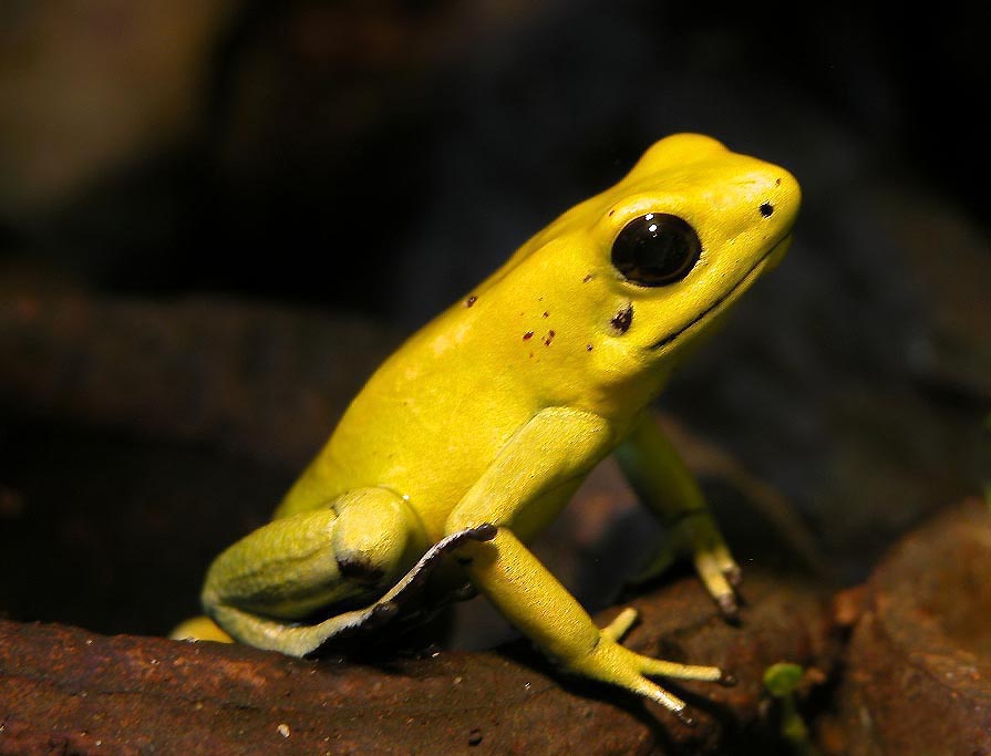 Phyllobates terribilis (ужасный листолаз)