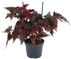 Begonia serratipetala