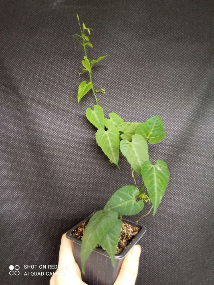 Cissus sicyoides albo-nitens