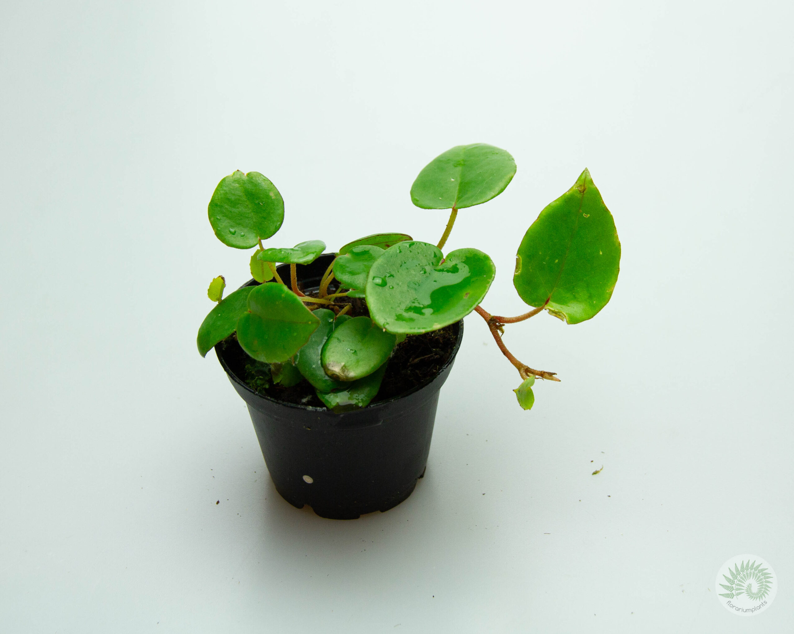 Begonia elaeagnifolia schulzei (бегония Шлютера)