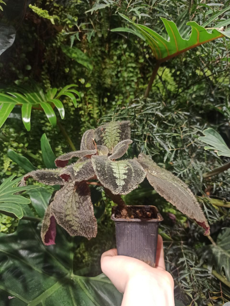 Bertolonia maculata L