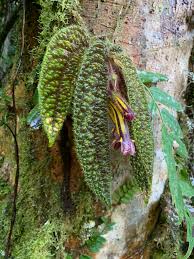 Columnea purpureovittata
