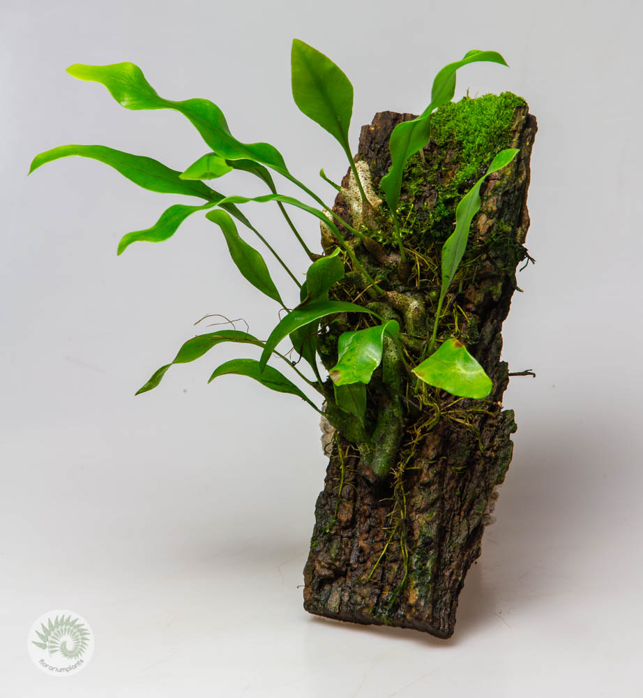 Lecanopteris sinuosa L на блоке