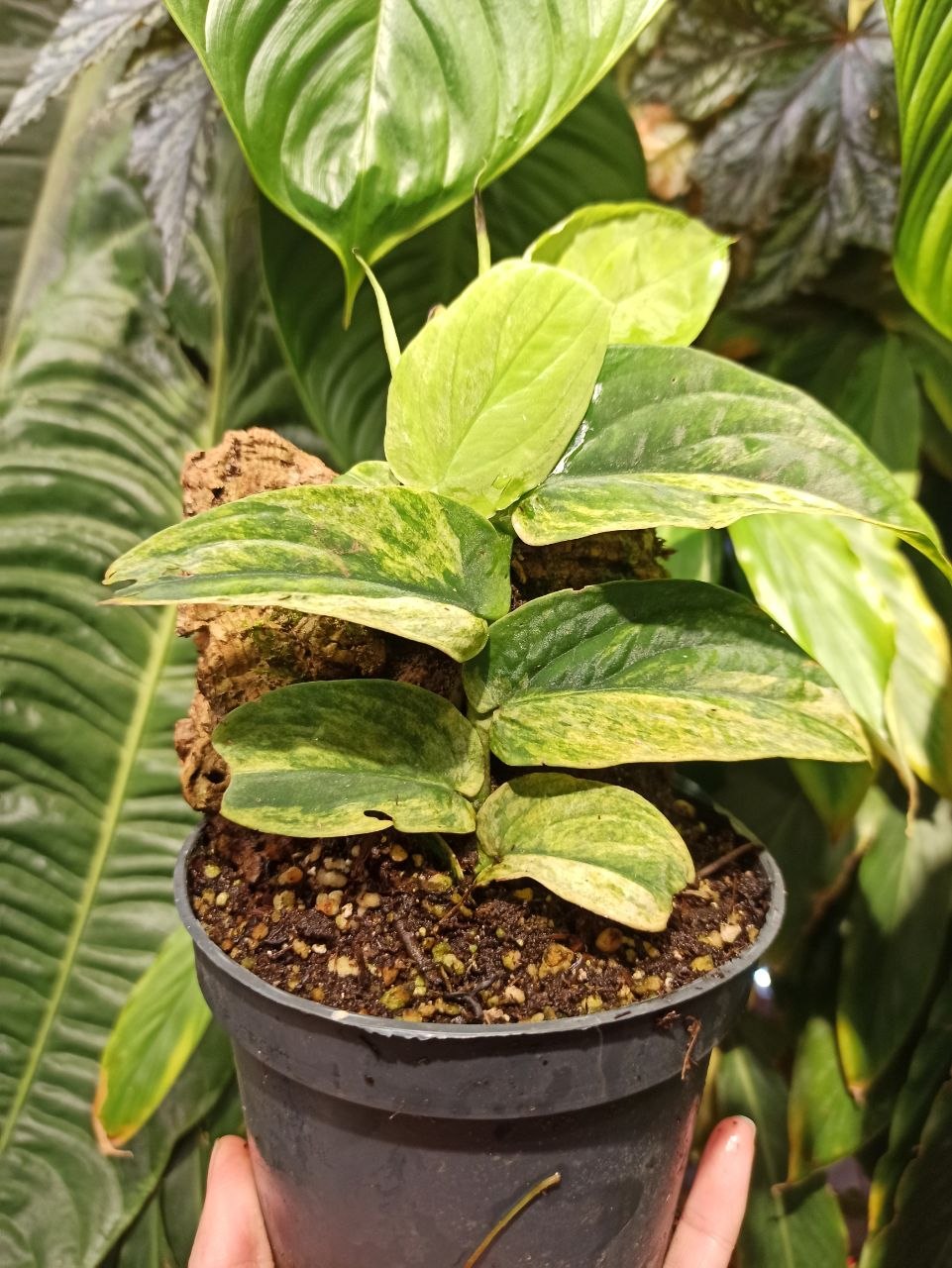 Rhaphidophora korthalsii variegata
