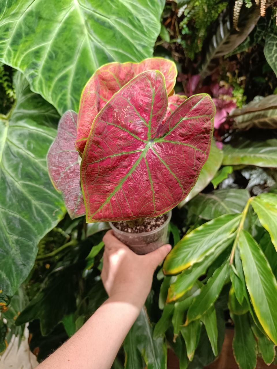 Caladium sp