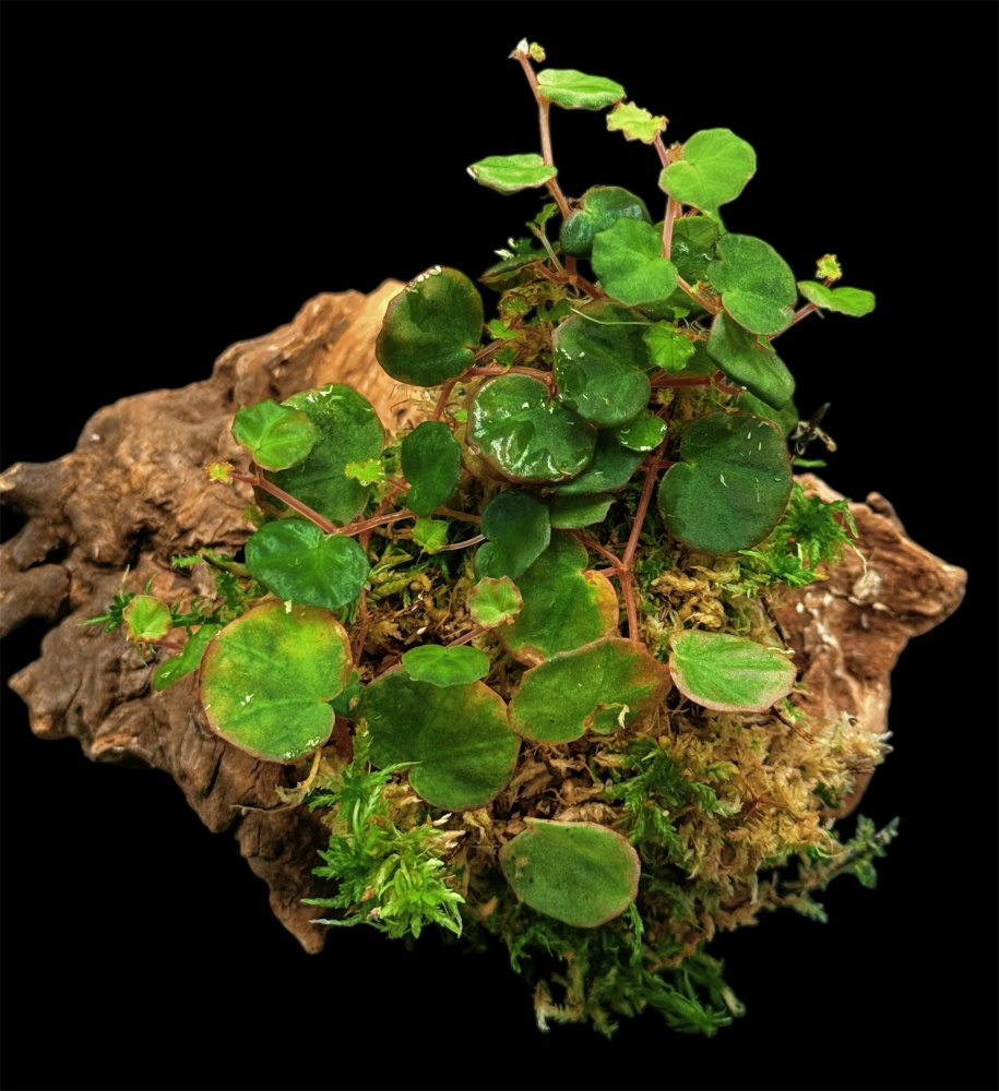 Begonia lichenora (бегония личенора)