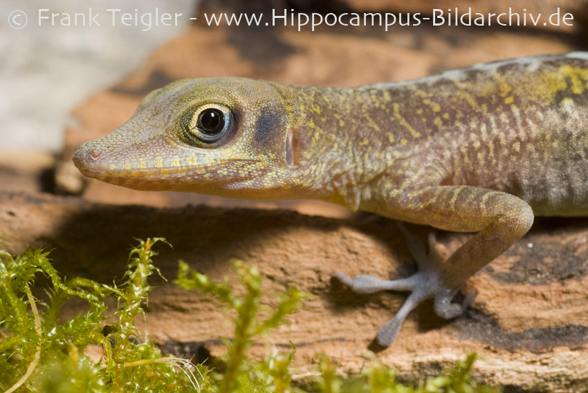 Anolis bartschi