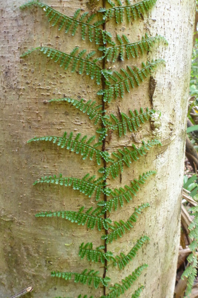 Teratophyllum rotundifoliatum