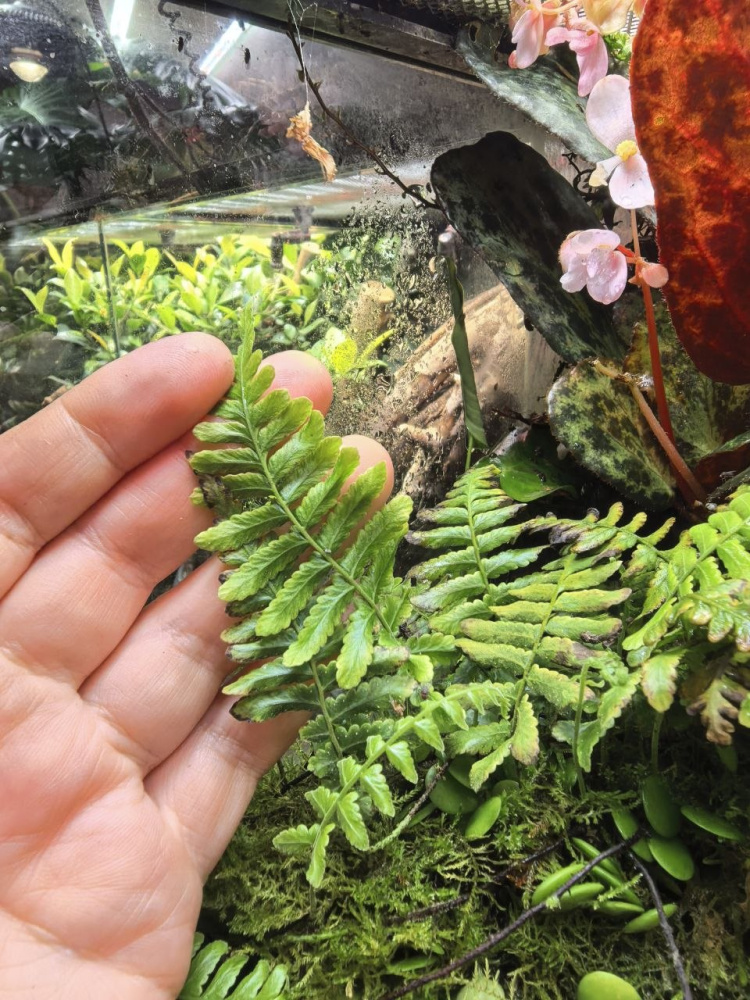 Pleopeltis polypodioides