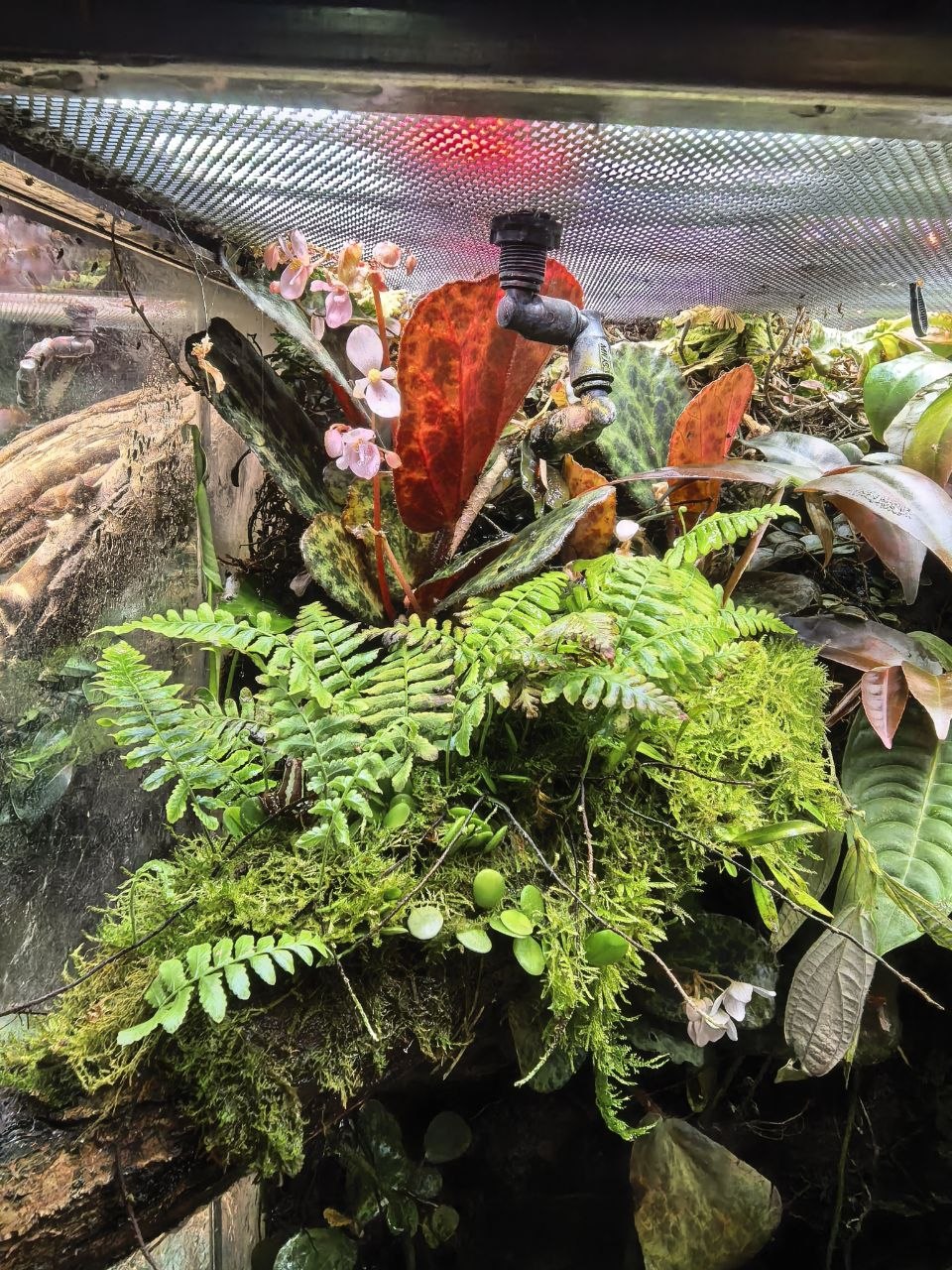 Pleopeltis polypodioides